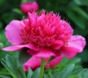 Picture of Paeonia officinalis 'Anemoniflora Rosea'