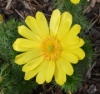 Picture of Adonis vernalis