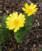 Picture of Adonis vernalis