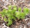 Picture of Adonis vernalis