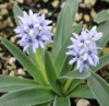 Picture of Hyacinthoides lingulata
