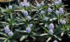 Picture of Hyacinthoides lingulata