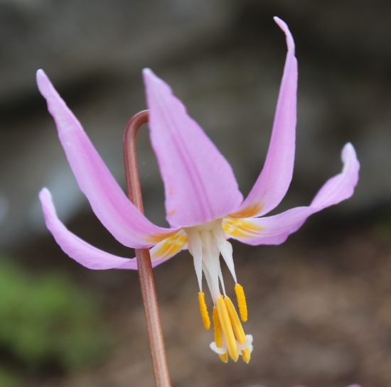 Picture of Erythronium revolutum BR