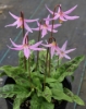 Picture of Erythronium revolutum BR