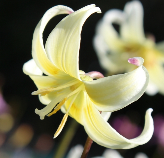 Picture of Erythronium californicum-Hybrids BR