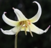 Picture of Erythronium californicum-Hybrids BR