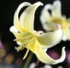 Picture of Erythronium californicum-Hybrids BR  x-lg