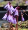 Picture of Soldanella alpina