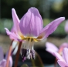 Picture of Erythronium dens-canis 'Lilac Wonder' BR