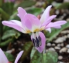 Picture of Erythronium dens-canis 'Lilac Wonder' BR