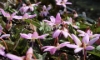 Picture of Erythronium dens-canis 'Lilac Wonder'
