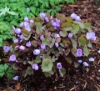 Picture of Jeffersonia dubia