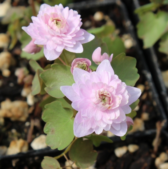Picture of Anemonella thalictroides 'Shiozaki'