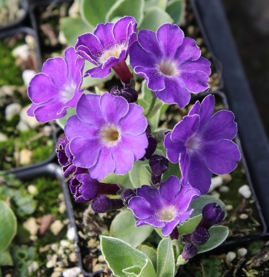 Picture of Primula 'Silver Bell'