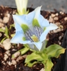 Picture of Gentiana angustifolia Hybrid 'Lichtblau'