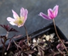 Picture of Anemone nemorosa 'Karminstern'