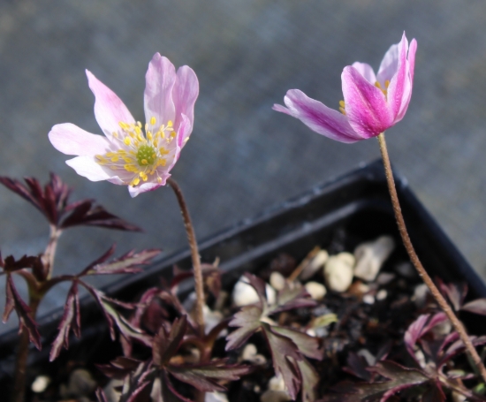 Picture of Anemone nemorosa 'Karminstern'
