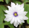 Picture of Anemone nemorosa 'Blue Eyes'
