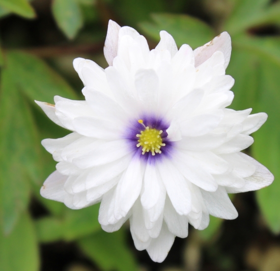 Picture of Anemone nemorosa 'Blue Eyes'