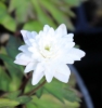 Picture of Anemone nemorosa 'Blue Eyes'