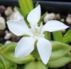 Picture of Gentiana verna var.  angulosa 'Alba'