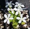 Picture of Gentiana verna var.  angulosa 'Alba'