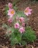 Picture of Pulsatilla ambigua