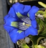 Picture of Gentiana angustifolia-Hybrid 'Scotty' lg. pots
