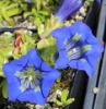 Picture of Gentiana angustifolia-Hybrid 'Scotty' lg. pots