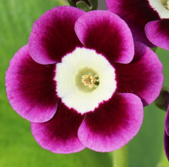 Picture of Primula auricula 'Sandra'
