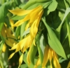 Picture of Uvularia grandiflora