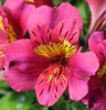 Picture of Alstroemeria 'Adonis'