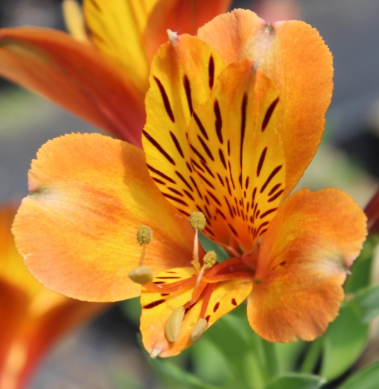 Picture of Alstroemeria 'Third Harmonic'