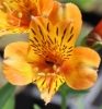 Picture of Alstroemeria 'Third Harmonic'