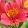 Picture of Alstroemeria 'Watermelon'