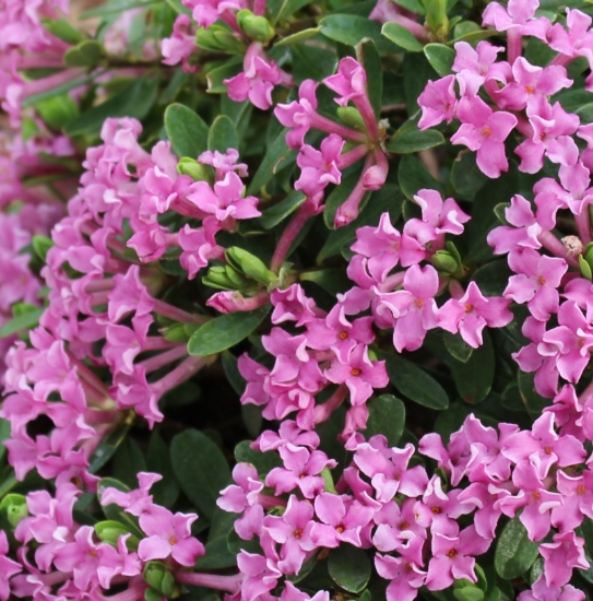 Picture of Daphne circassica "#1 Best"