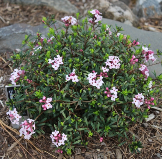 Picture of Daphne x hendersonii 'Ernst Hauser'