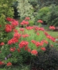 Picture of Alstroemeria 'Watermelon'