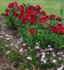 Picture of Alstroemeria 'Inca Bandit'