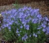 Picture of Veronica austriaca 'Ionian Skies'