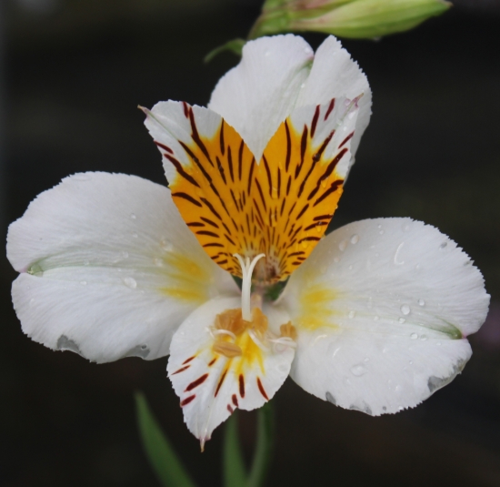 Picture of Alstroemeria 'Apollo'