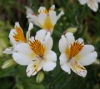 Picture of Alstroemeria 'Apollo'