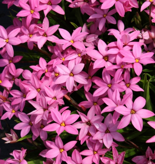 Picture of Rhodohypoxis baurii 'Hebron Farm Cerise' 2.5" pots
