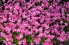 Picture of Rhodohypoxis baurii 'Hebron Farm Cerise' 2.5" pots