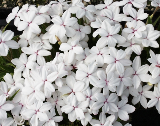 Picture of Rhodohypoxis baurii 'Dulce' 2.5" pots