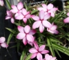 Picture of Rhodohypoxis baurii 'Pintado' 2.5" pots
