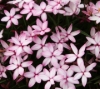 Picture of Rhodohypoxis baurii 'Pintado' 2.5" pots