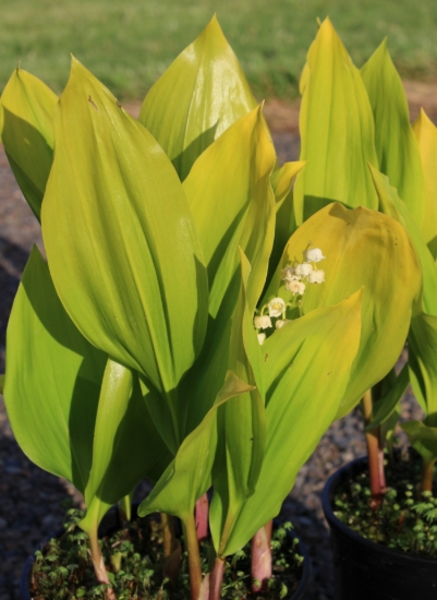 Picture of Convallaria majalis 'Fernwood's Golden Slippers'