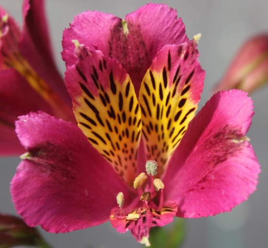 Picture of Alstroemeria 'Jupiter'