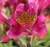 Picture of Alstroemeria 'Jupiter'